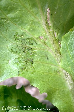 Larva of beet armyworm.