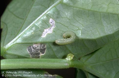 Larva of beet armyworm.