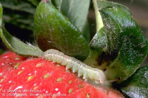 Larva of beet armyworm, <i>Spodoptera exigua,</i> feeding on the fruit of a strawberry.