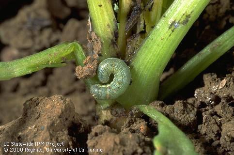 Larva of beet armyworm.