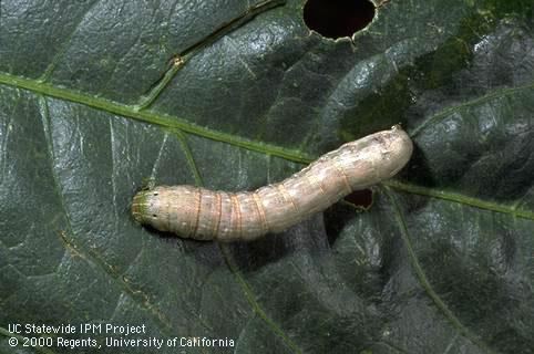 Larva of beet armyworm.