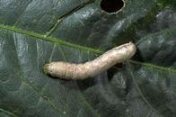 Larva of beet armyworm.