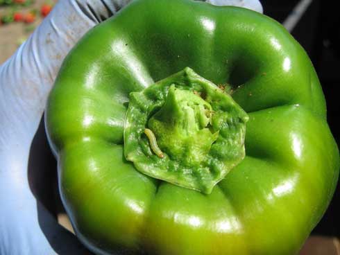 Young beet armyworm and feeding damage on a bell pepper.