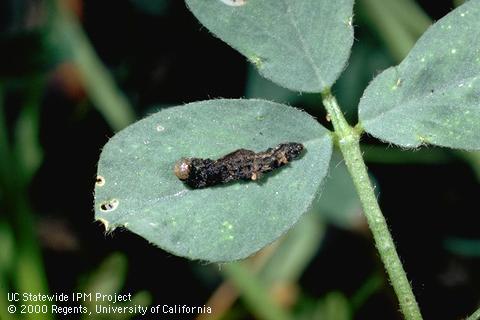 Virus disease of beet armyworm.