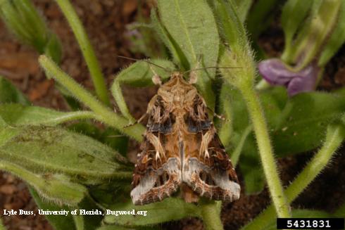 Adult yellowstriped armyworm, <i>Spodoptera ornithogalli</i>.