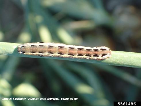 Larva of yellowstriped armyworm, <i>Spodooptera ornithogalli</i>.