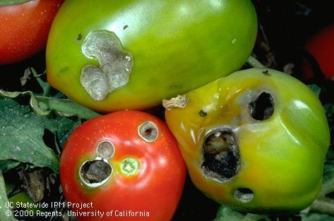 Crop damaged by western yellowstriped armyworm.