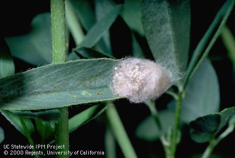 Egg of western yellowstriped armyworm.