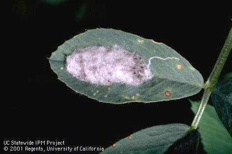 Egg of western yellowstriped armyworm.