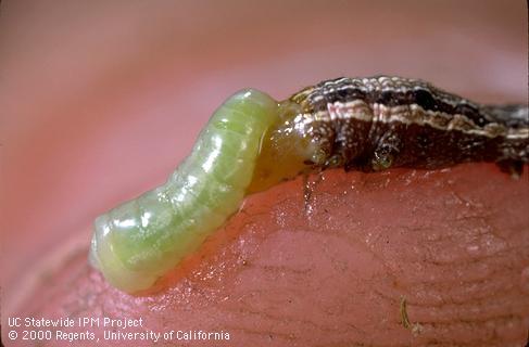 Larva of a Hyposoter species wasp (left) pushed out of a caterpillar during monitoring.