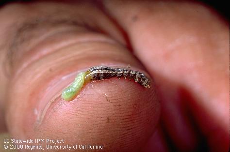 Larva of western yellowstriped armyworm.