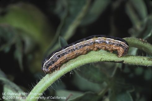 Larva of western yellowstriped armyworm.