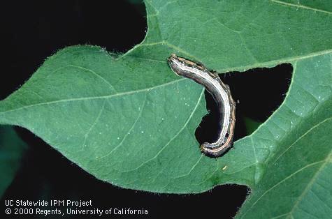 Larva of western yellowstriped armyworm.