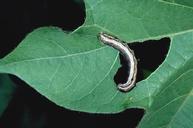 Western yellowstriped armyworm larva.