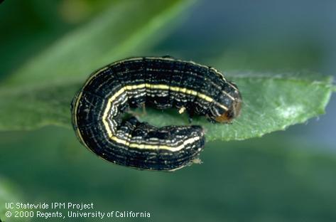 Larva of western yellowstriped armyworm.