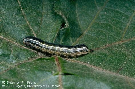 Larva of western yellowstriped armyworm.