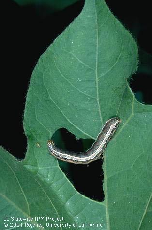 Larva of western yellowstriped armyworm.