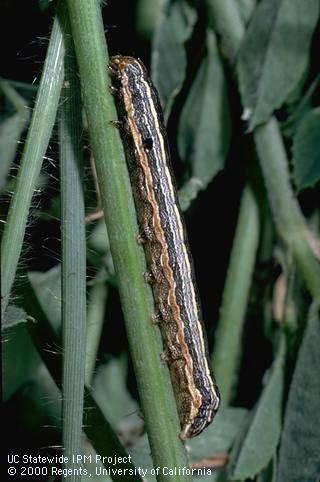 Larva of western yellowstriped armyworm.