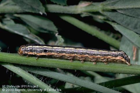 Western yellowstriped armyworm,<i>Spodoptera praefica</i>, larva (caterpillar).