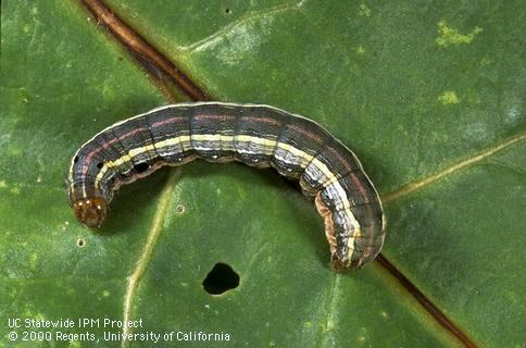 Larva of western yellowstriped armyworm, <I>Spodoptera praefica.</I>.