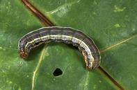 Larva of western yellowstriped armyworm.