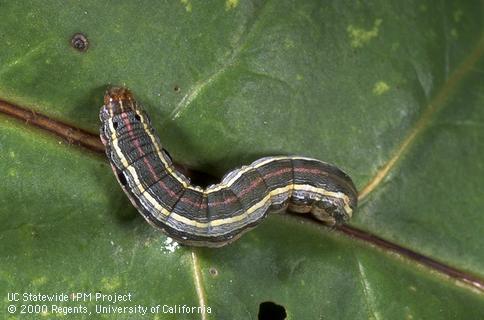 Mature larva of western yellowstriped armyworm.