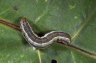 Mature larva of western yellowstriped armyworm.