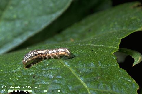 Western yellowstriped armyworm on a damaged bean leaf.