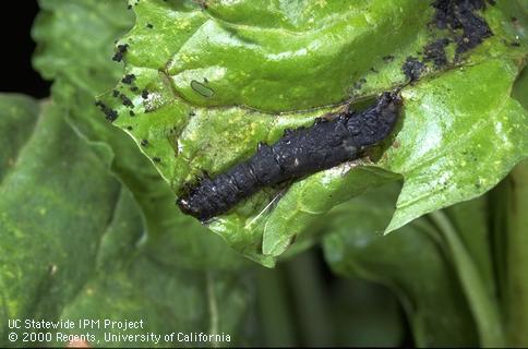 Western yellowstriped armyworm larva killed by virus.