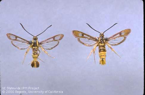 Sycamore borer adult male (left) and adult female (right).