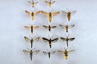 Clearwing moths