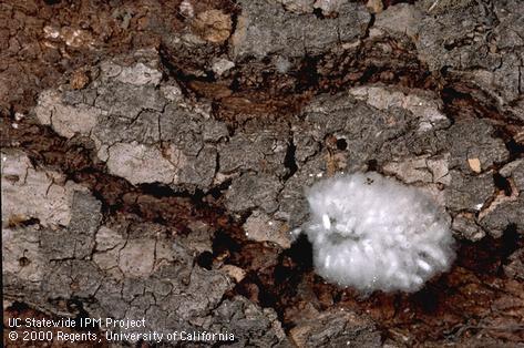 Cocoons parasite of Sycamore borer.