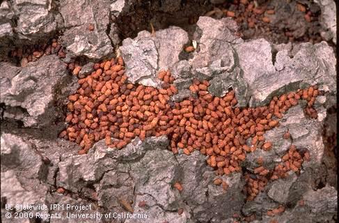 Dust from sycamore borer on the bark of a sycamore.