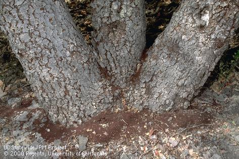 Rough bark and frass in crevices and around the tree base caused by larvae of the sycamore borer, <i>Synanthedon resplendens.</i>.