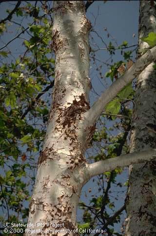 Roughened bark caused by larvae of the sycamore borer, <i>Synanthedon resplendens.</i>.