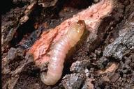  
 Clearwing moth larvae bore large holes and leave sawdust-like frass.