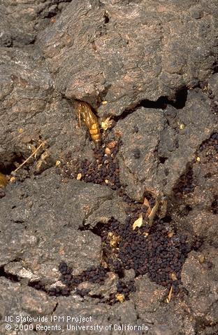 Empty sycamore borer pupal case and frass in coast live oak bark.