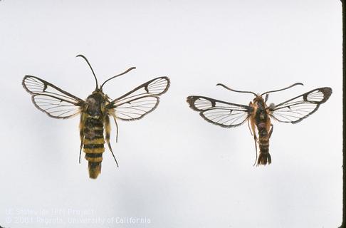 Adult Sequoia pitch moth, adult Douglas-fir pitch moth.