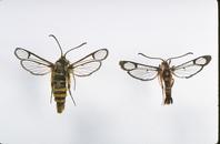 Sequoia pitch moth female (left) and Douglas-fir pitch moth male (right)