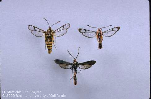 Adult Sequoia pitch moth, Douglas-fir pitch moth, pitch mass borer.