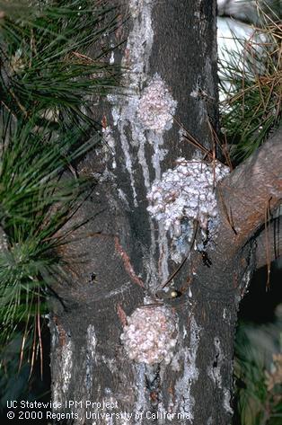 Sequoia pitch moth, <i>Synanthedon sequoiae,</i> larvae feeding in bark cause these gummy masses on Monterey pine.