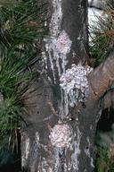 Sequoia pitch moth larvae caused these gummy masses on Monterey pine