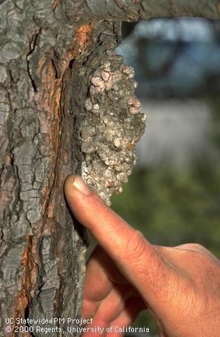 Sequoia pitch moth resinous mass on pine with larva pupating inside.