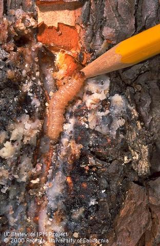 Sequoia pitch moth larva and resin on a mondel pine.