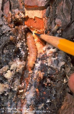 Sequoia pitch moth larva and resin on a mondel pine.