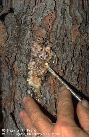 Sequoia pitch moth, <i>Synanthedon sequoiae,</i> control; prying the resin mass off bark to expose the larva underneath and kill it.