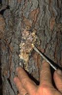 Mutterings from Maryville: Cedar Tip Moth damage