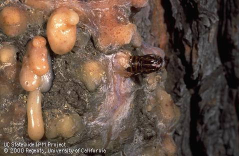 Pupal case of a sequoia pitch moth in a larva-caused resin mass on pine.