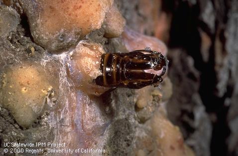 Pupal case of a sequoia pitch moth in a larva-caused resin mass on pine.