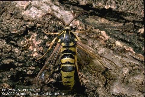 Adult male willow borer.